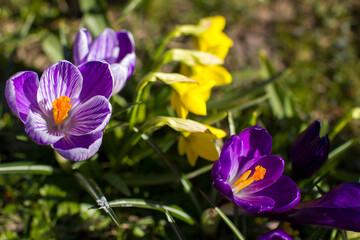 Obraz premium crocus flowers in the garden - spring flowers - soft focus