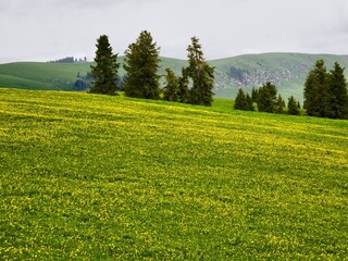 Kalajun Grassland (Karakun Grassland) is a renowned natural landscape in the Tashkurgan area of Xinjiang, China, located in the southern part of Tekes County.