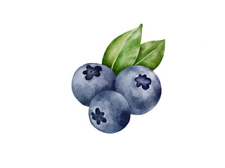 Blueberries with leaves on a white background, watercolor technique. Suitable for food design, packaging, summer designs, textiles, labels, posters
