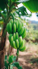 Bunch of green bananas hanging on plant in Ethiopian farmland, surrounded by tropical foliage and sunlight, soft earthy colors