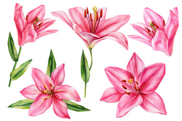 Pink lily flowers watercolor set, hand painted botanical floral illustration, spring summer decor, isolated clipart for design