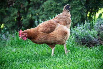 Healthy chick in rural area looking for food.