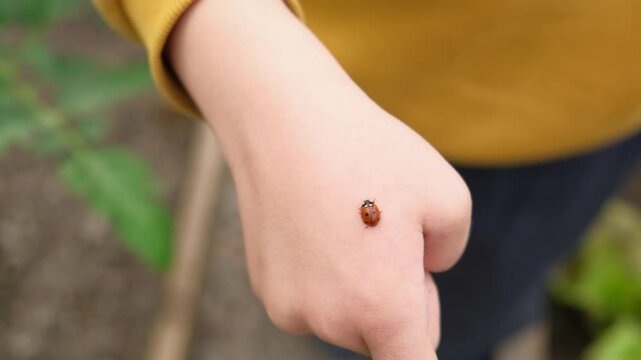 Ladybug crawling in little boy finger. Human and nature concept. Red ladybug climbing on a child hand. Closeup view video. A sun beetle. Insects world. Nature in spring concept. Ladybug in hands.