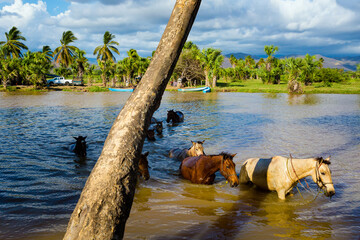 Horse trip to Puerto Suelo Maxico