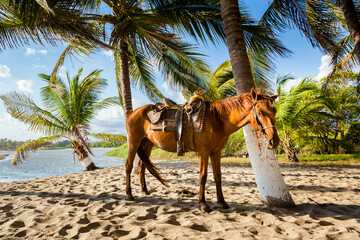 Horse trip to Puerto Suelo Maxico