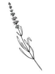 Vintage black and white illustration of a blooming Lavender branch with flowers. Hand drawn botanical linear drawing for herbal, aromatherapy, cosmetic, and culinary projects. Engraving for recipe.