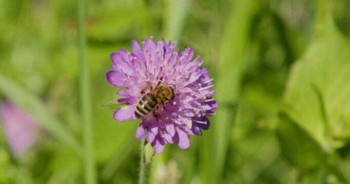 The bee on the flower of Knautia arvensis, commonly known as field scabious