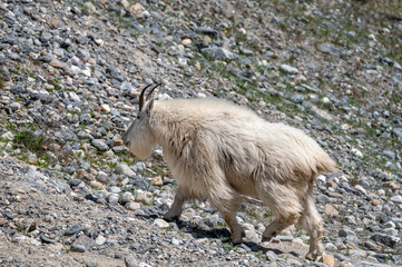 Mountain Goat Climbing a Rocky Hillside
