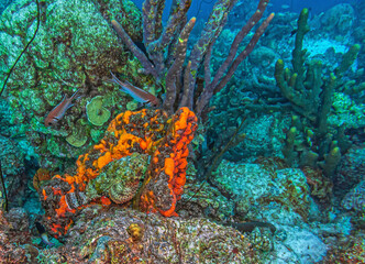 Scorpaenidae scorpionfish are a family of mostly marine fish