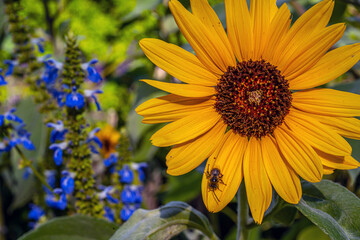 Helianthus annuus,sunflower