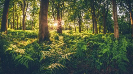 Golden Hour in the Verdant Forest: Sunlight Dappling Through Ancient Trees