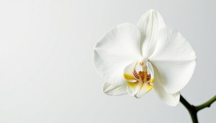 Delicate white orchid blossom against pure white background, beauty, delicate, serenity