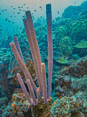 branching vase sponge,Callyspongia ,Cladochalina, aculeata