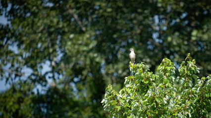 Northern mockingbird perches on tree top and vocalizes