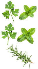 Fototapeta premium Isolated Fresh Green Parsley Mint Rosemary Herbs Natural Ingredients on Transparent Background