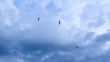 Soaring silhouettes breach the cobalt sky, echoing Tempestade celebrations, air-borne delight, mystical avian dance above celestial canvas