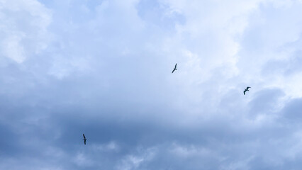 Skyward silhouettes of soaring seabirds, whispering freedom tales, amidst a vast cerulean canvas; perfect for Day of the Seafarer