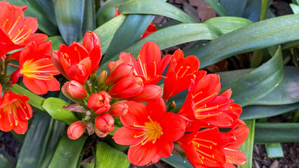 Vibrant clivias burst in fiery bloom, echoing tropical dreams and Lantern Festival joy, amid lush...