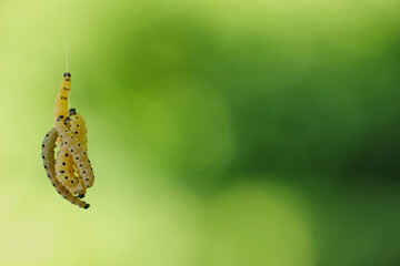 Moth caterpillars (Yponomeuta cagnagella) 
