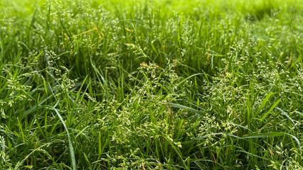 Lush emerald grass whispers secrets of Beltanes dawn, nurturing life's embrace, green sanctuary for hidden May Day rituals