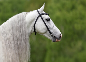 Beautiful andalusian horse in the green field background 