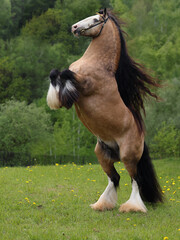 Tinker horse with a beautiful mane rearing up. Thoroughbred harness gypsy wanner horse in summer...