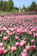 Pink tulips close-up. Field of blooming tulips in spring. Bright pink flowers with selective focus. Nature background. Spring background. Beautiful flowers