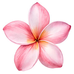 Fototapeta premium Watercolor Single pink frangipani flower isolated on transparent background