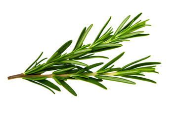 rosemary on white background, twig of rosemary on white background 