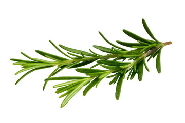 Fototapeta premium twig of rosemary, twig of rosemary on white background 