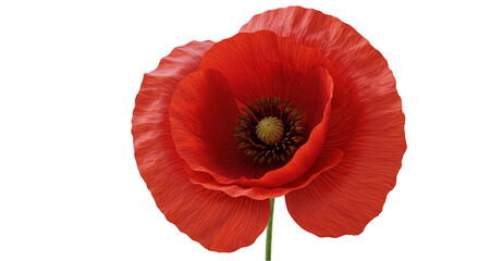 Fototapeta premium Isolated Illustration of a Vibrant Red Poppy Flower with Transparent Backdrop