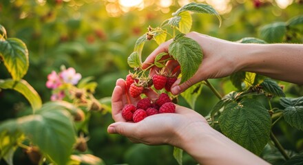 Picking Fresh Raspberry From Plant in Sunlight