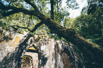 Wide-angle view of an ancient moss-covered ruin partially hidden beneath a massive tree in the...