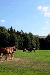 Obraz premium Herd of the brown, wild horses on the scenic highlands meadow