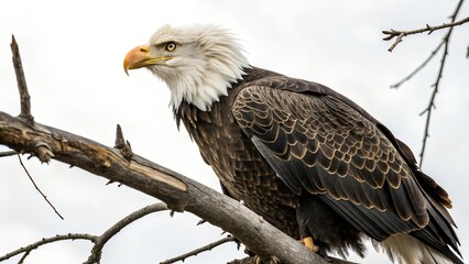 I will generate a photograph of a majestic bald eagle perched on a bare tree branch against a slightly overcast sky. The eagle is in profile, looking to the left, showcasing it