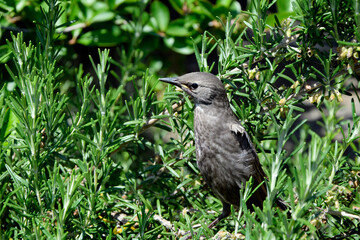Juvenile European Starling bird standing on rosemary plant. Sturnus vulgaris bird