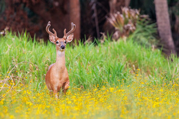 A buck (male deer), white tailed deer, with antlers covered in velvet, in southwest Florida
