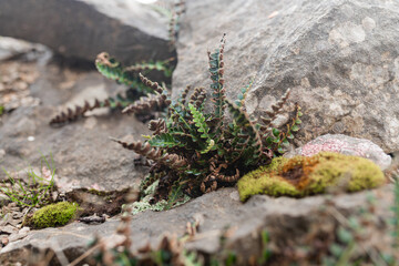 Fern with curled brown edges and green fronds grows in crevice between gray rocks, accompanied by...