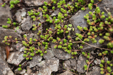 Tiny green plants with clustered tips emerge through cracks in rough gray stone. Early growth on...