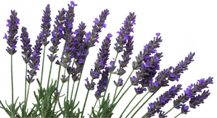 Isolated Lavender Flower Plant with Purple Color on Transparent Background