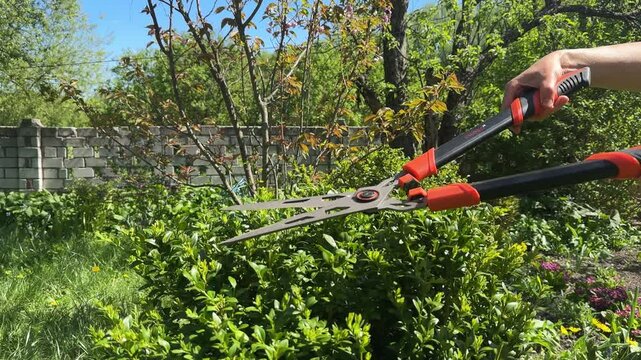 Boxwood pruning with garden shears. A hand carefully cuts boxwood branches using metal shears with red handles