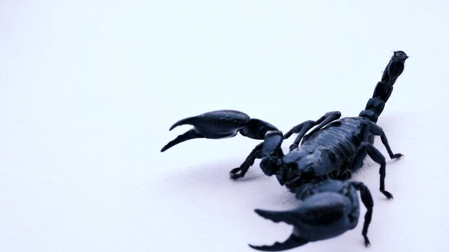 Asian scorpion (Heterometrus) (Scorpionidae) angry prepare fighting for protect himself on white background. 4K