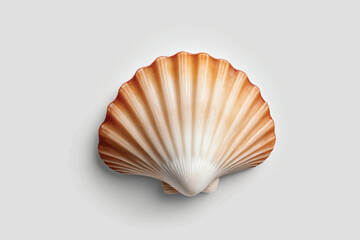 Scallops shell isolated on transparent background