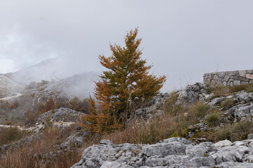 Isolated deciduous tree with fall foliage contrasts against gray rocky slope and ancient stone...