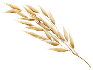 Fototapeta na wymiar oat plant