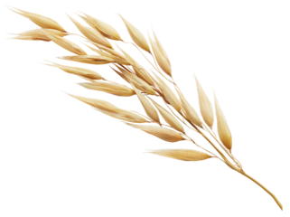 oat plant