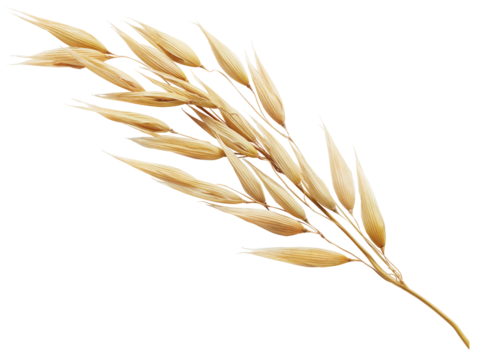 oat plant