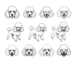 Vector Poodle dog sketches 
