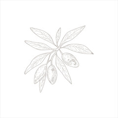 A leafy tree with a few leaves and a few fruits. The leaves are green and the fruits are yellow