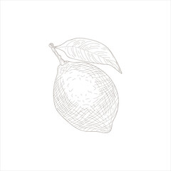 A lemon is drawn in black and white. The drawing is simple and minimalistic, with the focus on the lemon itself. The lemon is positioned on a white background, which emphasizes its bright yellow color